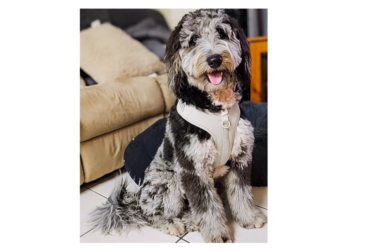 Bate's Ranch Bordoodles