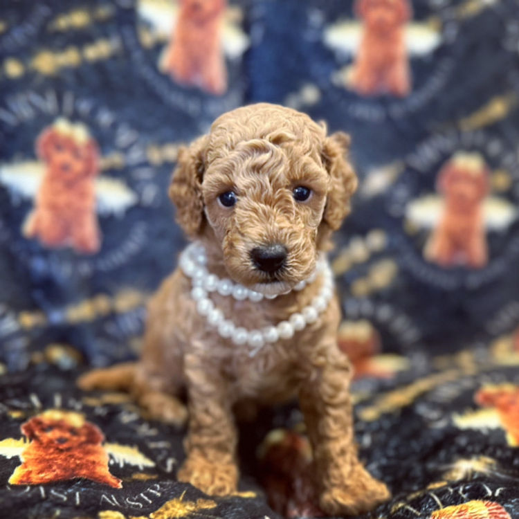 GC Mini Poodles