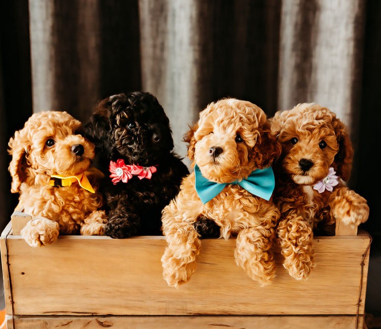 GC Mini Poodles