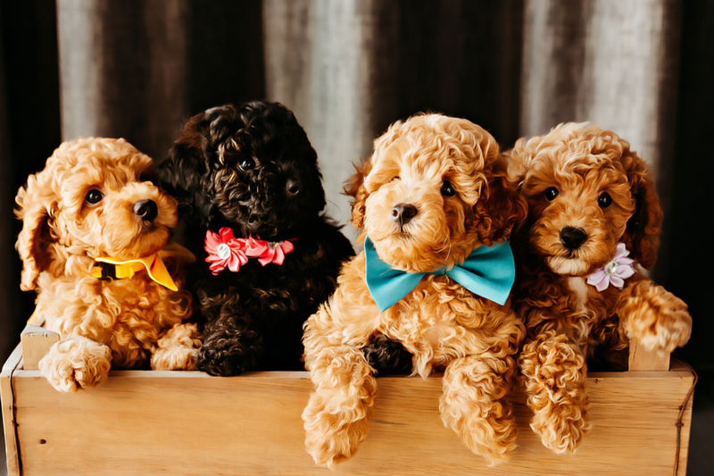 Puppy miniature poodle 2025
