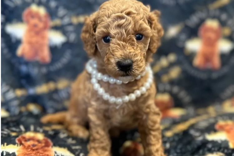 GC Mini Poodles