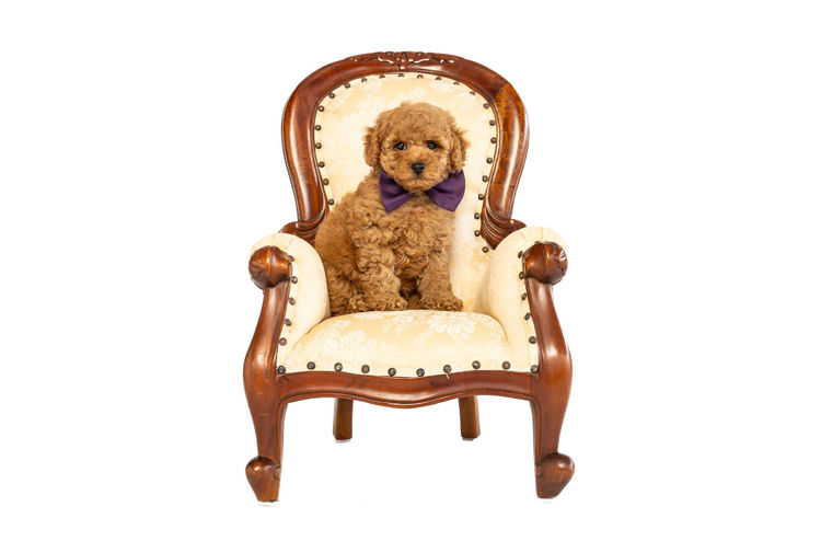 GC Mini Poodles