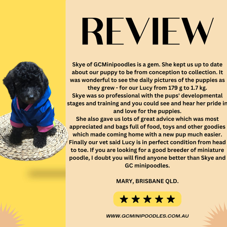 GC Mini Poodles