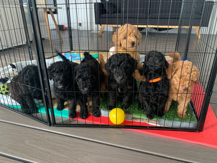 GC Mini Poodles