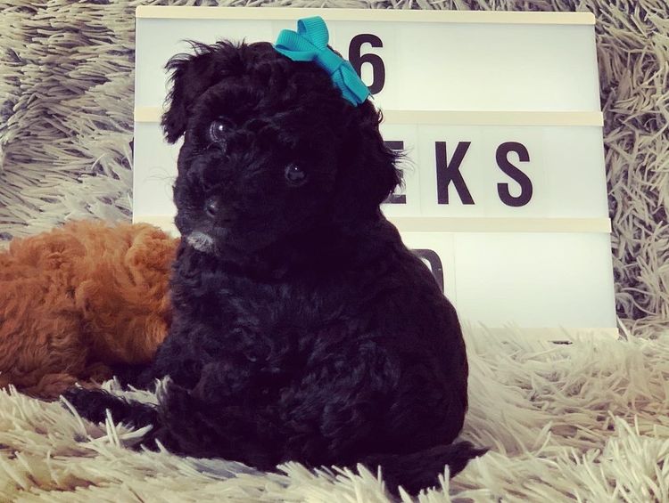 GC Mini Poodles