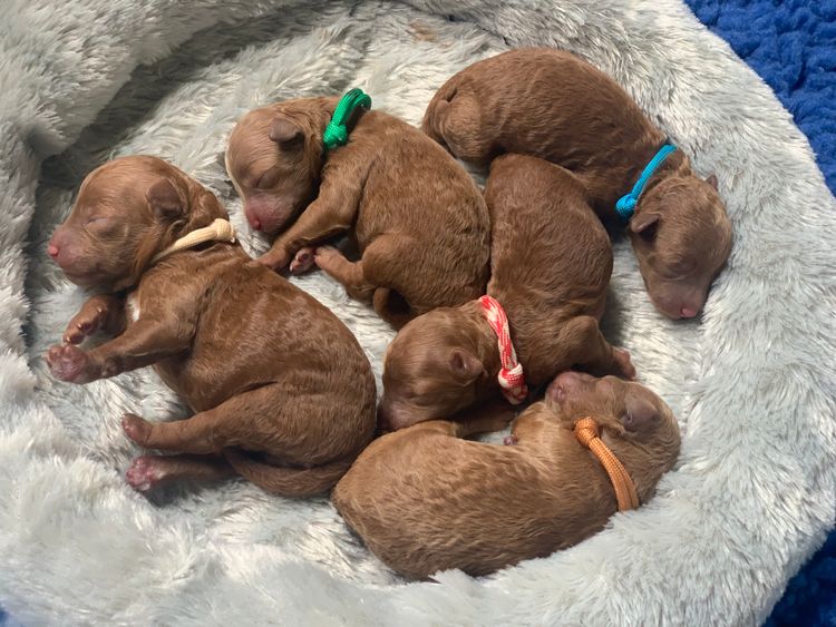 GC Mini Poodles