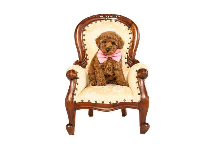 GC Mini Poodles