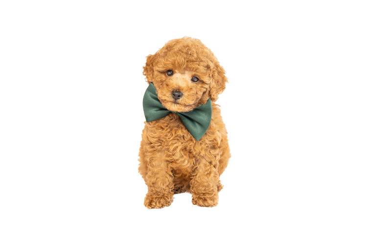 GC Mini Poodles