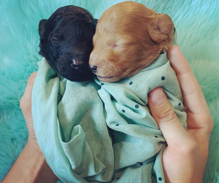 GC Mini Poodles