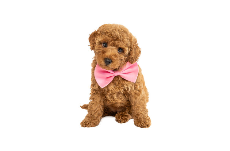 GC Mini Poodles