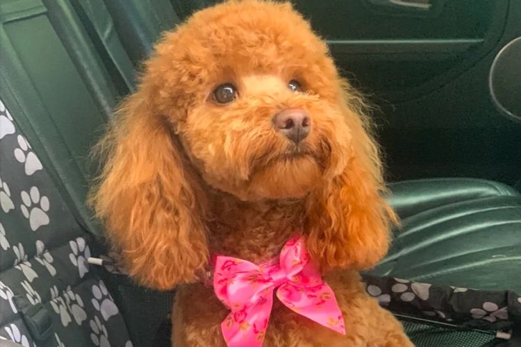 GC Mini Poodles