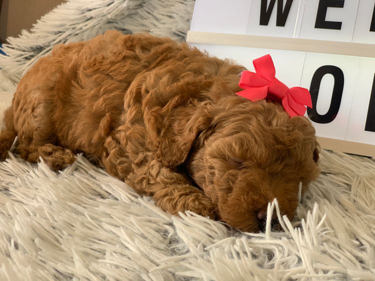 GC Mini Poodles