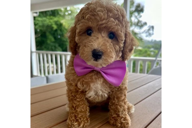 GC Mini Poodles
