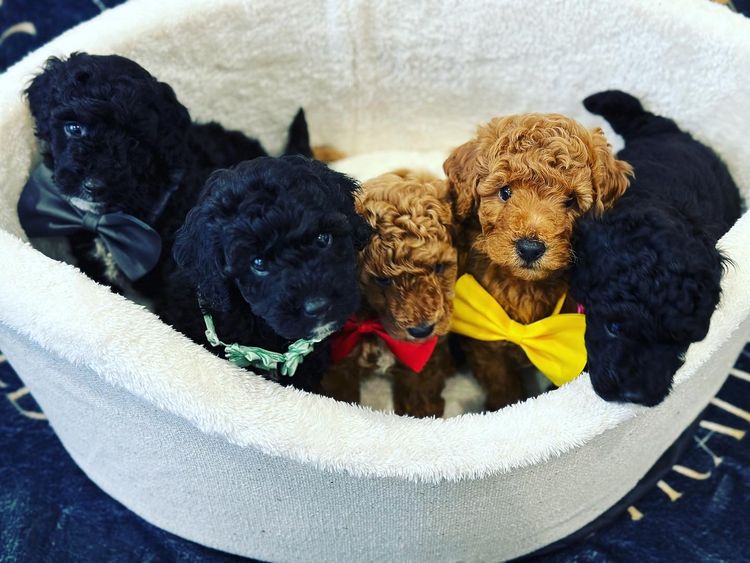 GC Mini Poodles