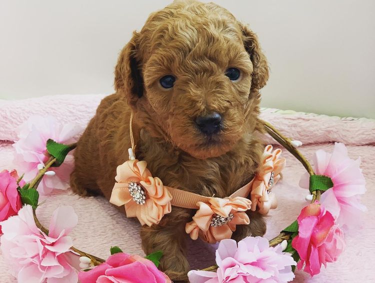 GC Mini Poodles