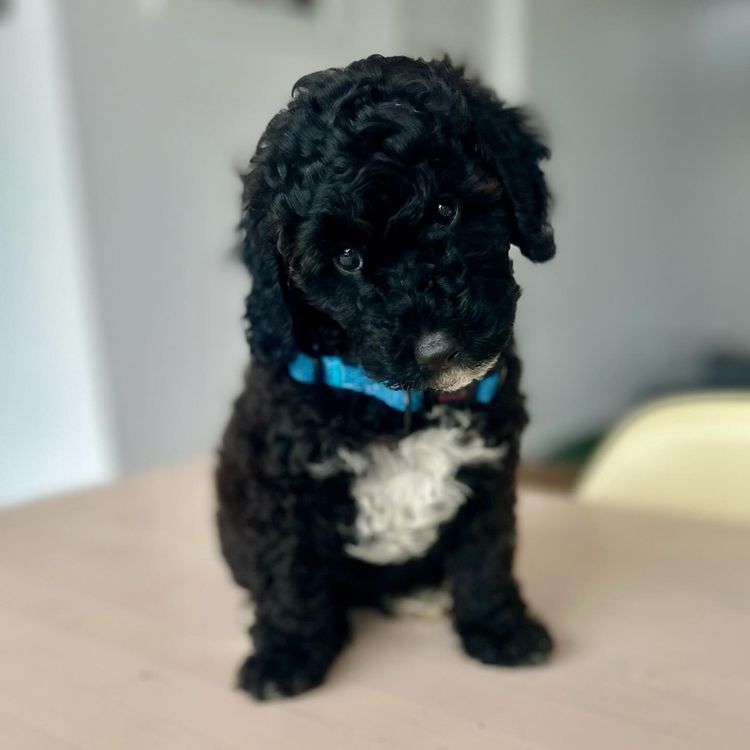 GC Mini Poodles