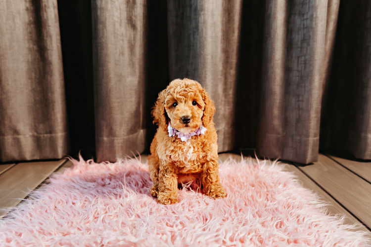 GC Mini Poodles