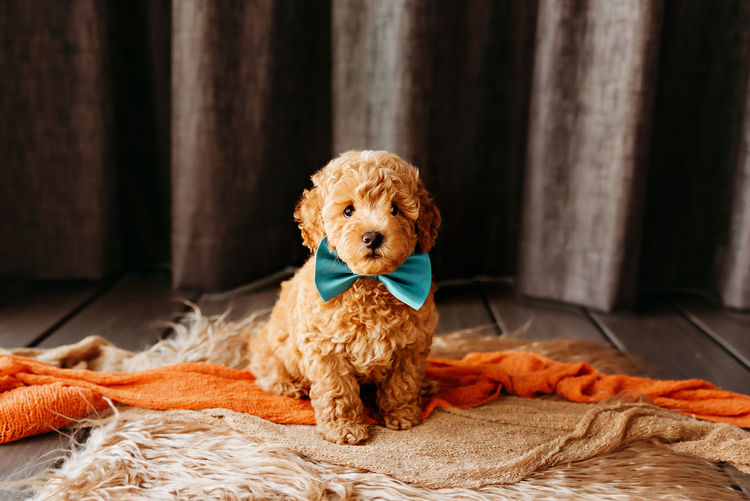 GC Mini Poodles