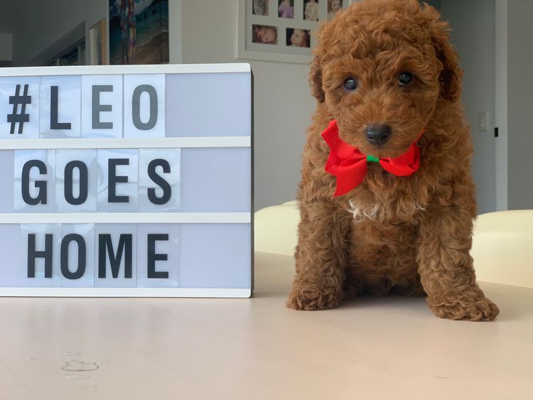 GC Mini Poodles