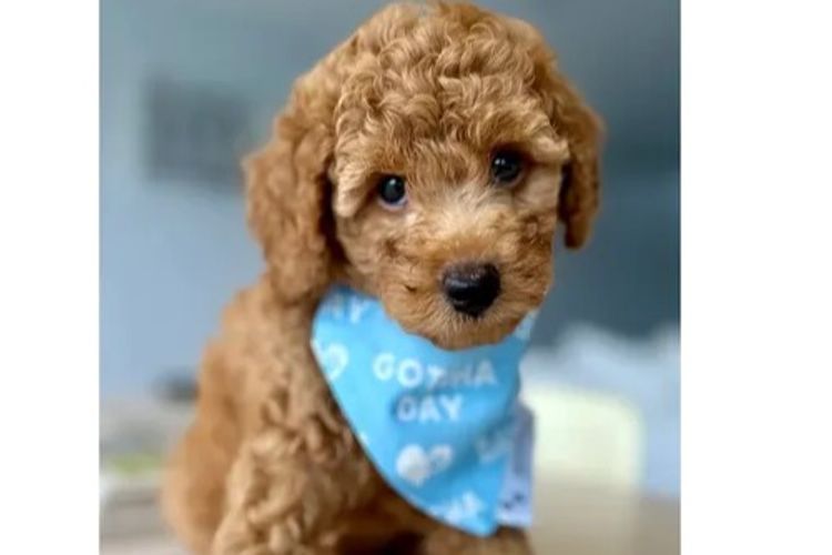 GC Mini Poodles