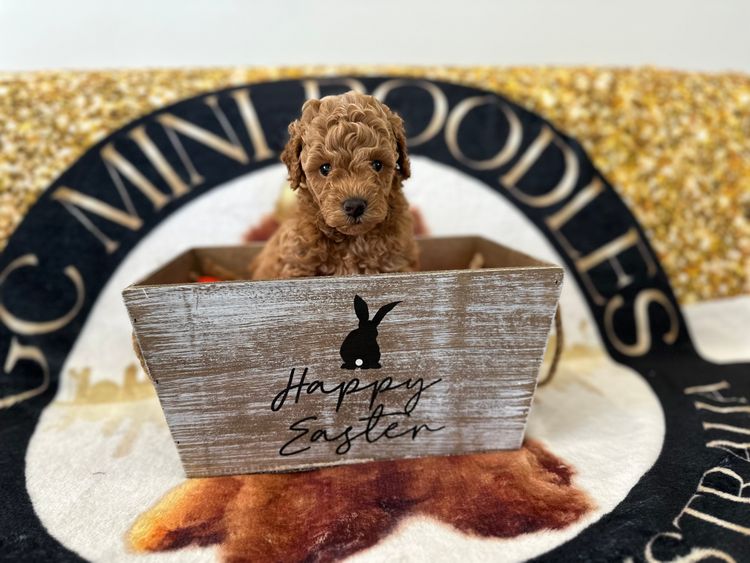 GC Mini Poodles
