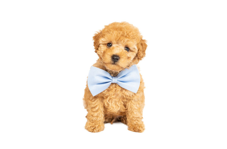 GC Mini Poodles