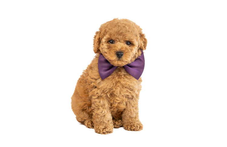 GC Mini Poodles