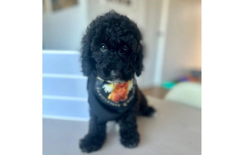 GC Mini Poodles