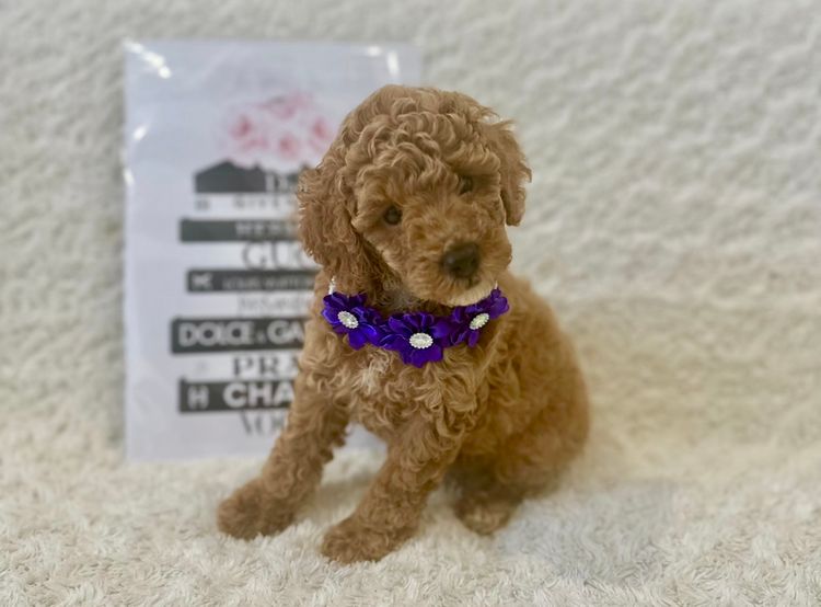 GC Mini Poodles