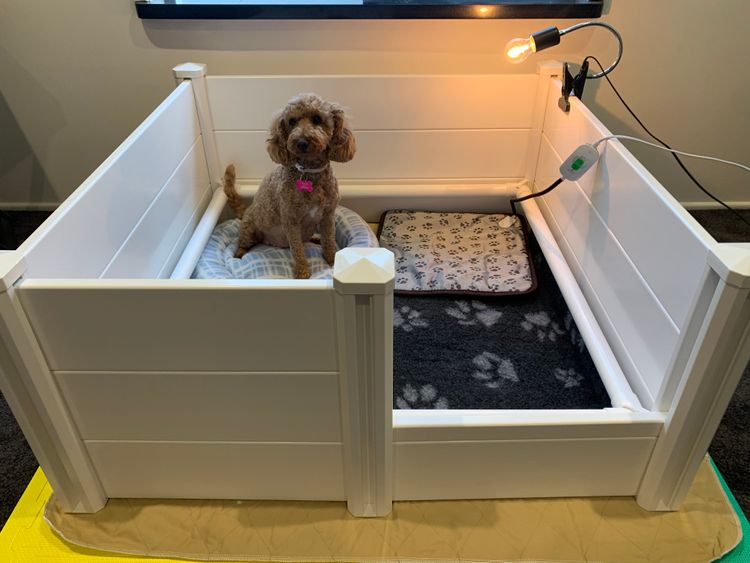 GC Mini Poodles