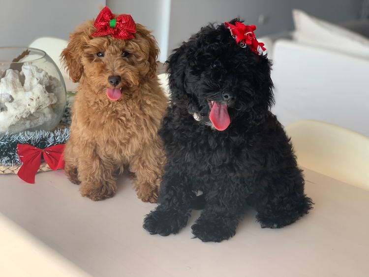 GC Mini Poodles