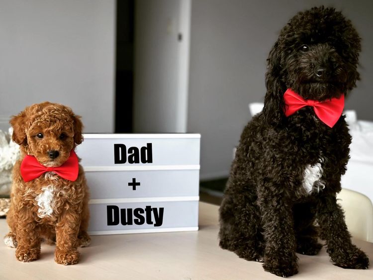GC Mini Poodles