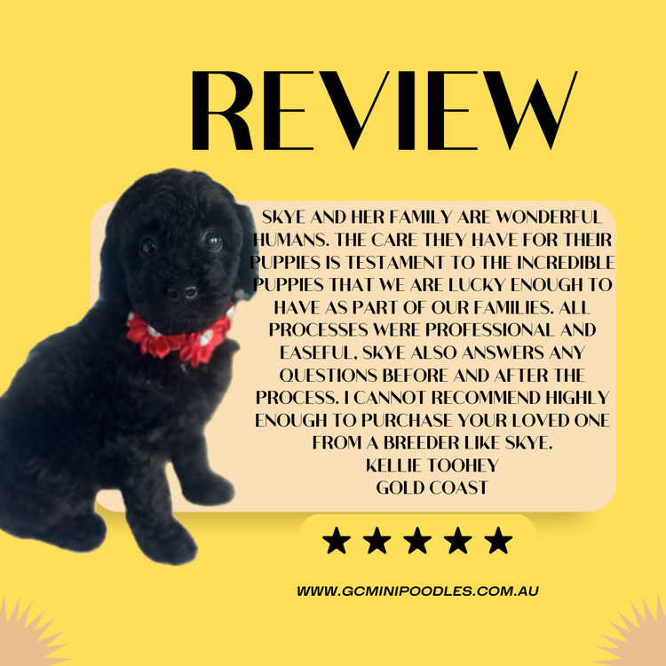 GC Mini Poodles