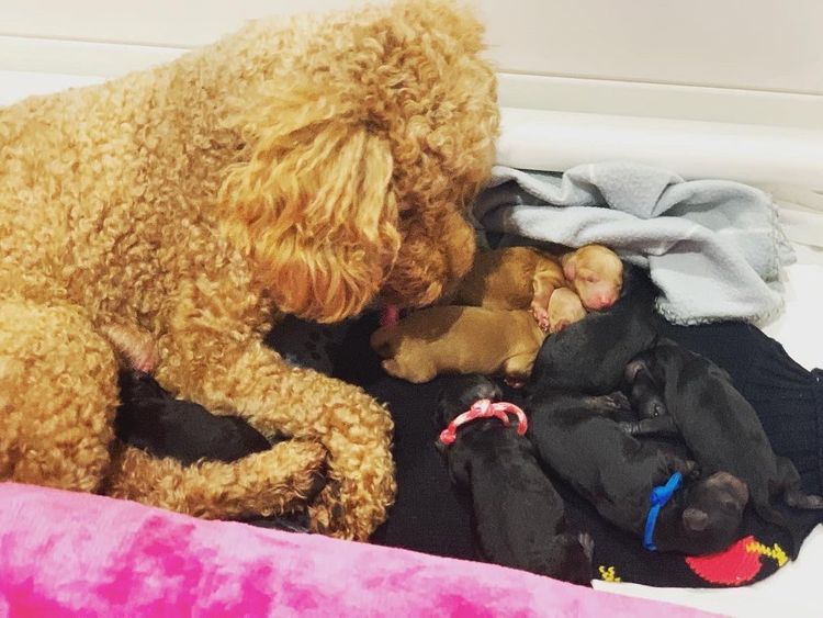 GC Mini Poodles