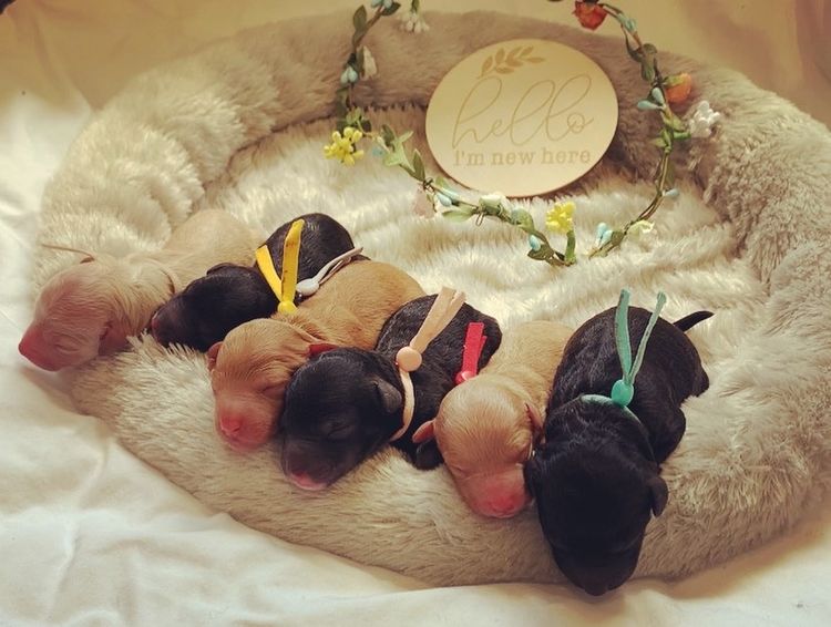 GC Mini Poodles