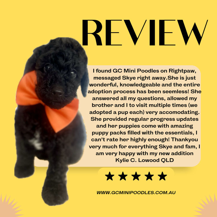 GC Mini Poodles