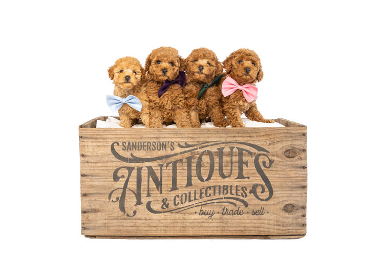 GC Mini Poodles