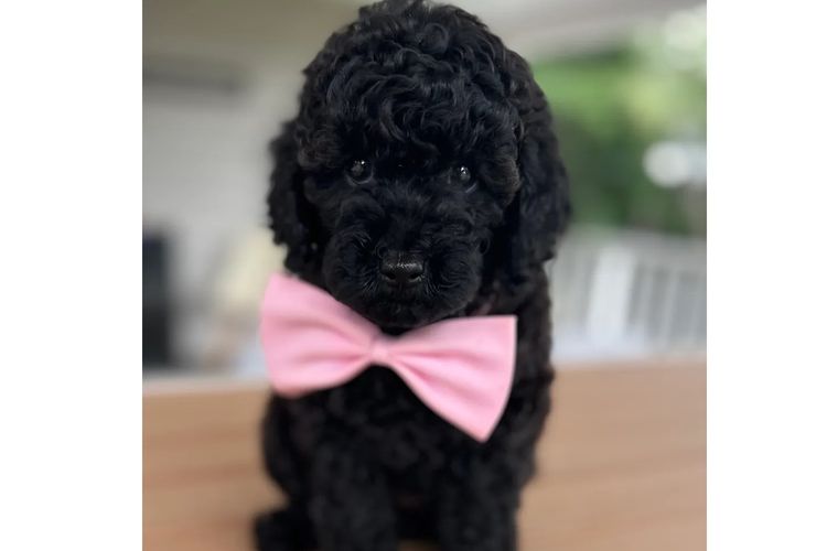 GC Mini Poodles