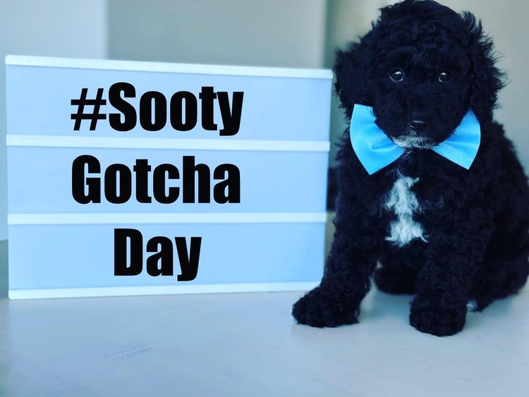 GC Mini Poodles