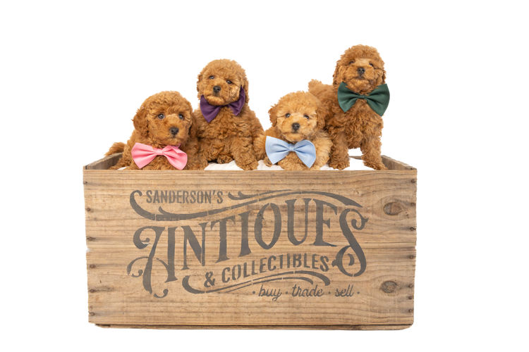 GC Mini Poodles