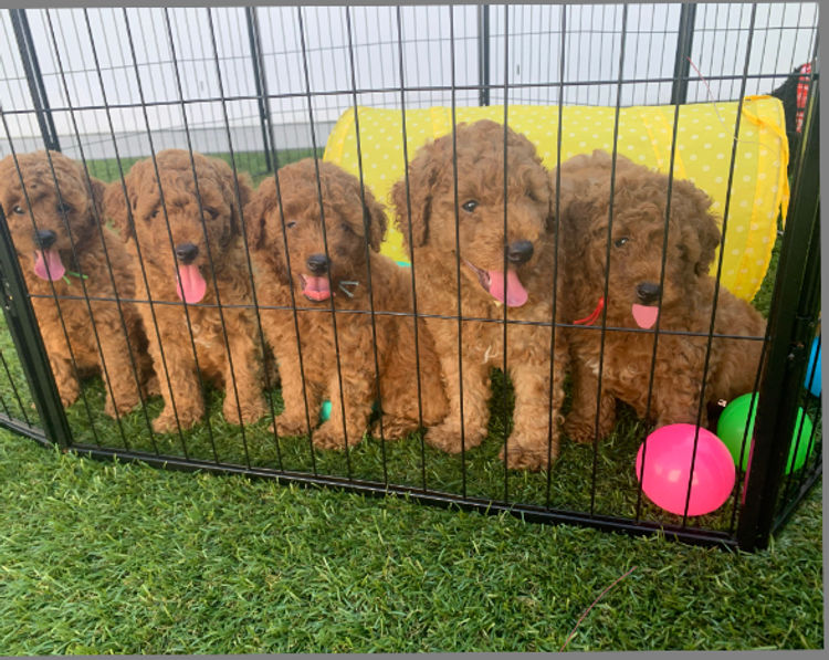 GC Mini Poodles