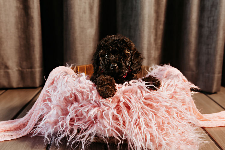 GC Mini Poodles