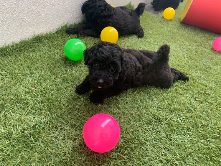 GC Mini Poodles