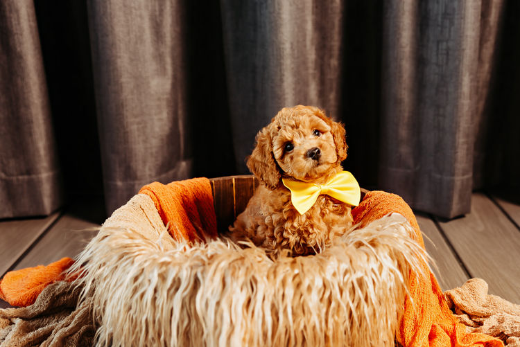 GC Mini Poodles