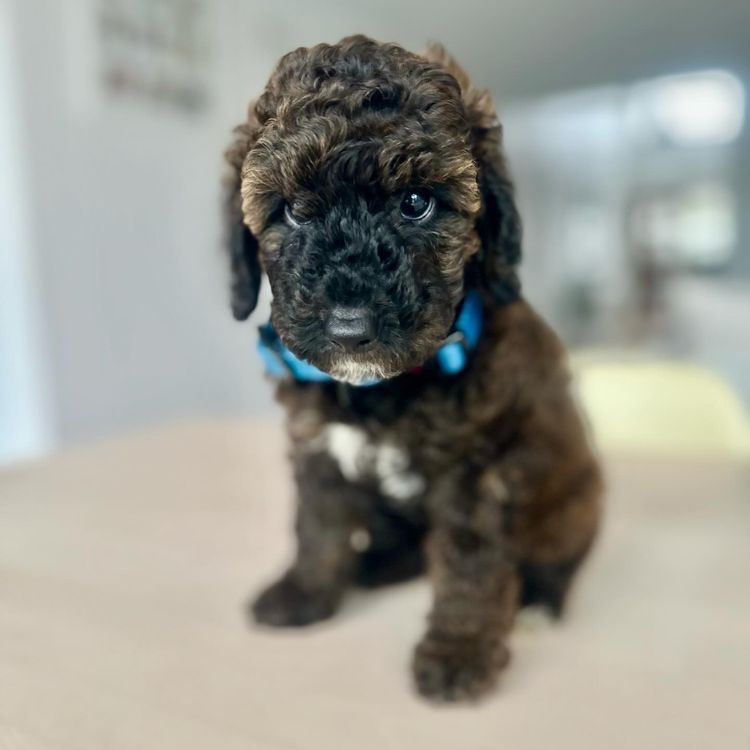 GC Mini Poodles