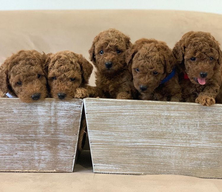 GC Mini Poodles