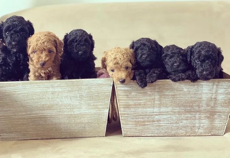 GC Mini Poodles