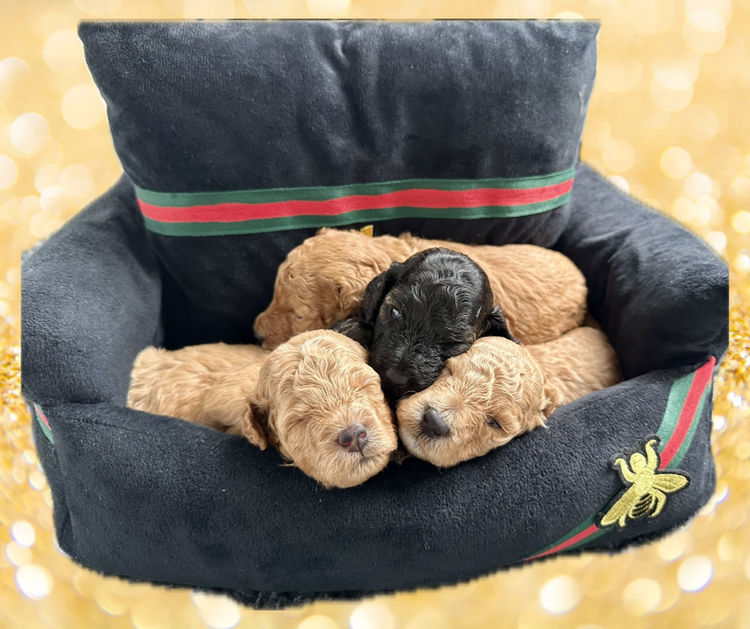 GC Mini Poodles