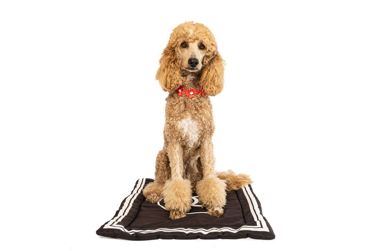 GC Mini Poodles