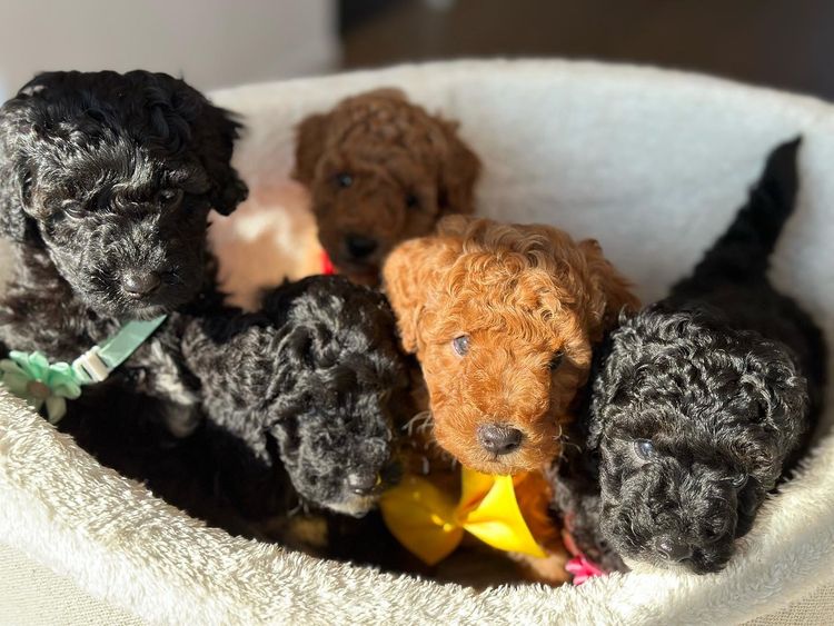 GC Mini Poodles